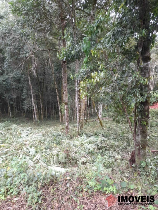Terreno/Lote Residencial para Venda - Campos do Jordão, Recanto Floresta Negra - REF: 2384 Imagem da galeria de fotos: Terreno/Lote Residencial para Venda - Campos do Jordão, Recanto Floresta Negra - REF: 2384