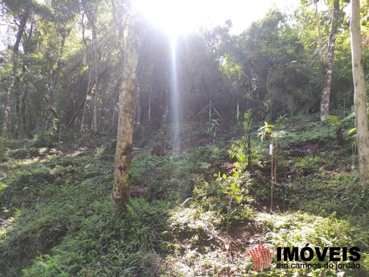Terreno/Lote Residencial para Venda - Campos do Jordão, Alto do Capivari - REF: 2431 Imagem da galeria de fotos: Terreno/Lote Residencial para Venda - Campos do Jordão, Alto do Capivari - REF: 2431