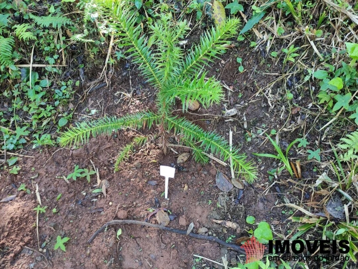 Terreno/Lote Residencial para Venda - Campos do Jordão, Alto do Capivari - REF: 2431 Imagem da galeria de fotos: Terreno/Lote Residencial para Venda - Campos do Jordão, Alto do Capivari - REF: 2431