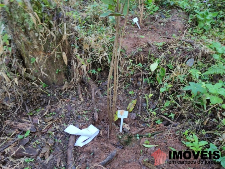 Terreno/Lote Residencial para Venda - Campos do Jordão, Alto do Capivari - REF: 2431 Imagem da galeria de fotos: Terreno/Lote Residencial para Venda - Campos do Jordão, Alto do Capivari - REF: 2431