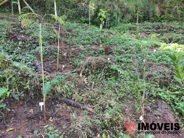 Terreno/Lote Residencial para Venda - Campos do Jordão, Alto do Capivari - REF: 2431 Imagem da galeria de fotos: Terreno/Lote Residencial para Venda - Campos do Jordão, Alto do Capivari - REF: 2431