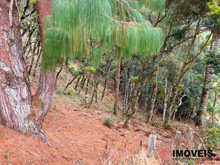 Terreno/Lote Residencial para Venda - Campos do Jordão, Atalaia - REF: 2019 Imagem da galeria de fotos: Terreno/Lote Residencial para Venda - Campos do Jordão, Atalaia - REF: 2019