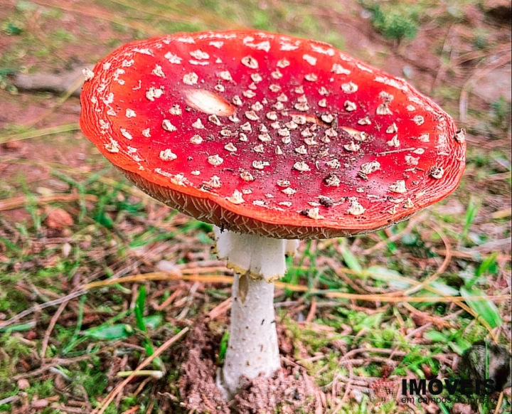 Terreno/Lote Residencial para Venda - Campos do Jordão, Atalaia - REF: 2019 Imagem da galeria de fotos: Terreno/Lote Residencial para Venda - Campos do Jordão, Atalaia - REF: 2019