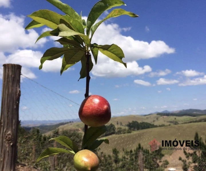 Sítio Rural para Venda - Campos do Jordão, Vila Abernéssia - REF: 2148 Imagem da galeria de fotos: Sítio Rural para Venda - Campos do Jordão, Vila Abernéssia - REF: 2148