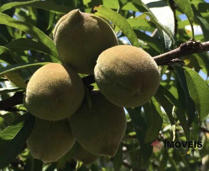 Sítio Rural para Venda - Campos do Jordão, Vila Abernéssia - REF: 2148 Imagem da galeria de fotos: Sítio Rural para Venda - Campos do Jordão, Vila Abernéssia - REF: 2148