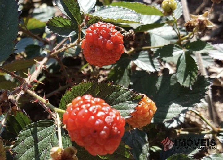 Sítio Rural para Venda - Campos do Jordão, Vila Abernéssia - REF: 2148 Imagem da galeria de fotos: Sítio Rural para Venda - Campos do Jordão, Vila Abernéssia - REF: 2148