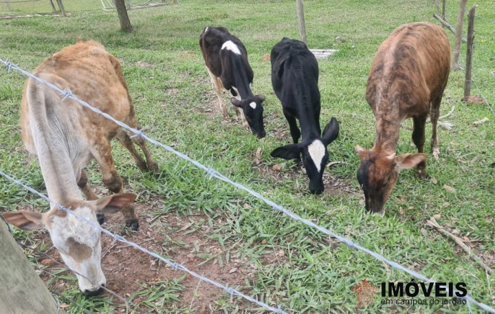 Sítio Rural para Venda - Campos do Jordão, Vila Abernéssia - REF: 2148 Imagem da galeria de fotos: Sítio Rural para Venda - Campos do Jordão, Vila Abernéssia - REF: 2148