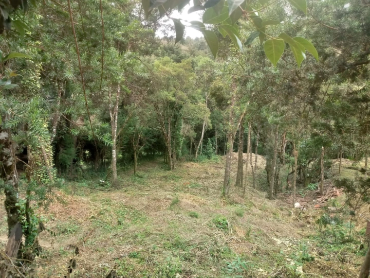 Terreno/Lote Residencial para Venda - Campos do Jordão, Vila Abernéssia - REF: 2586 Imagem da galeria de fotos: Terreno/Lote Residencial para Venda - Campos do Jordão, Vila Abernéssia - REF: 2586