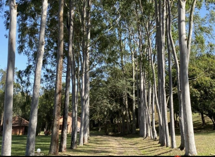 Sítio Rural para Venda Locação Mensal/Anual - Caçapava, Caminho da Mata - REF: 2601 Imagem da galeria de fotos: Sítio Rural para Venda Locação Mensal/Anual - Caçapava, Caminho da Mata - REF: 2601