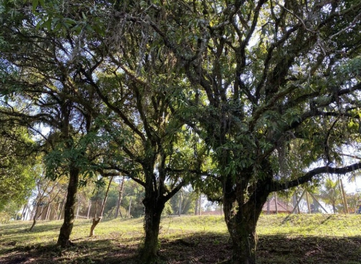 Sítio Rural para Venda Locação Mensal/Anual - Caçapava, Caminho da Mata - REF: 2601 Imagem da galeria de fotos: Sítio Rural para Venda Locação Mensal/Anual - Caçapava, Caminho da Mata - REF: 2601