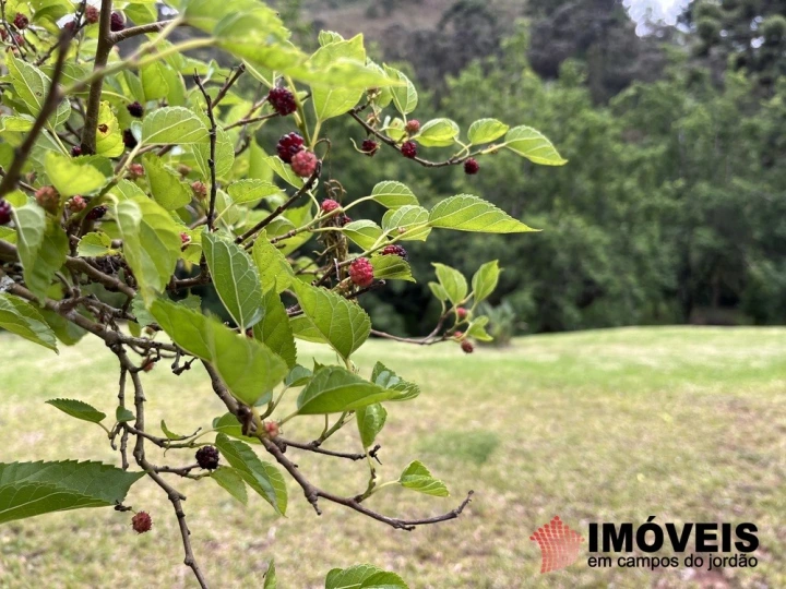 Apartamento Residencial para Venda - Campos do Jordão, Jaguaribe - REF: 2655 Imagem da galeria de fotos: Apartamento Residencial para Venda - Campos do Jordão, Jaguaribe - REF: 2655