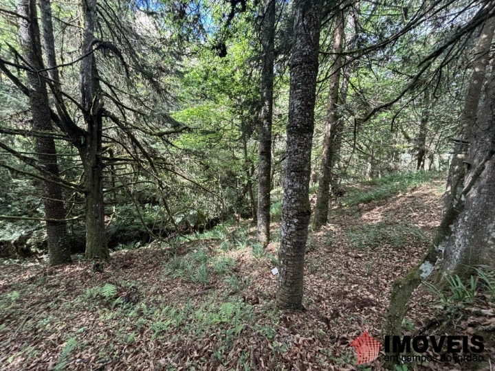 Área para Incorporação Comercial Industrial para Venda - Campos do Jordão, Descansópolis - REF: 2867 Imagem da galeria de fotos: Área para Incorporação Comercial Industrial para Venda - Campos do Jordão, Descansópolis - REF: 2867