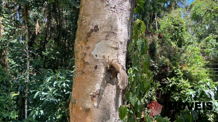 Imagem da galeria de fotos: Casa Residencial para Venda - Campos do Jordão, Parque Pedra do Baú - REF: 2794