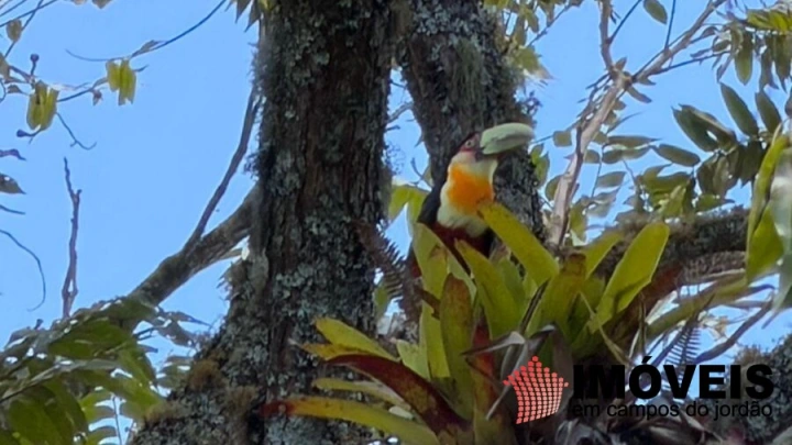 Imagem da galeria de fotos: Casa Residencial para Venda - Campos do Jordão, Parque Pedra do Baú - REF: CA0455