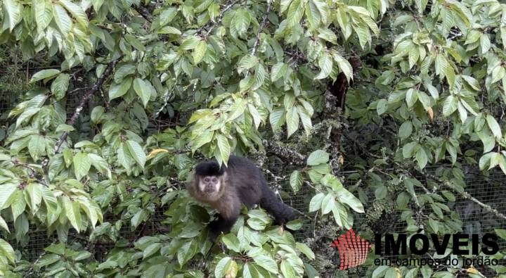 Imagem da galeria de fotos: Casa Residencial para Venda - Campos do Jordão, Lagoinha - REF: CA0495