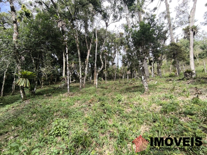 Imagem da galeria de fotos: Terreno/Lote Residencial para Venda - Campos do Jordão, Recanto das Araucárias - REF: TE0157