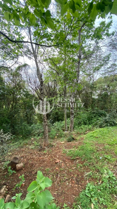 Sítio Rural para Venda - São Jorge d'Oeste, Comunidade Nova Santana - REF: 2781 Imagem da galeria de fotos: Sítio Rural para Venda - São Jorge d'Oeste, Comunidade Nova Santana - REF: 2781